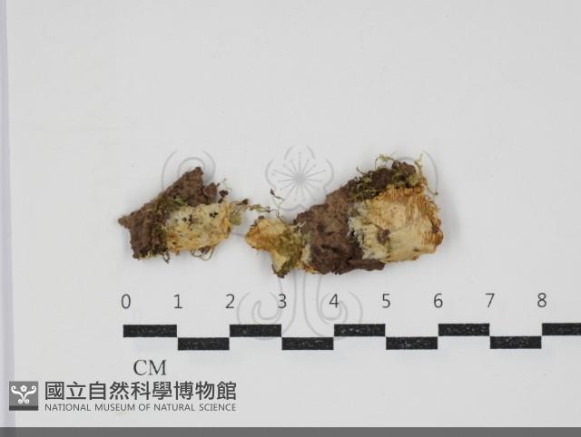 登錄號:F0034344藏品圖，第1張