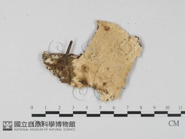 登錄號:F0022344藏品圖，第1張