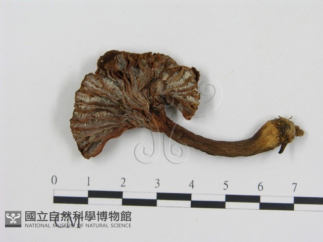 登錄號:F0002344藏品圖，第1張