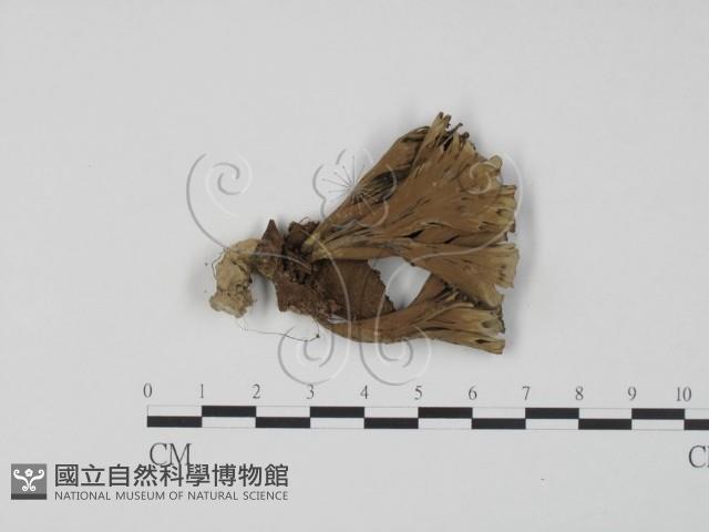 棕色革菌藏品圖，第1張