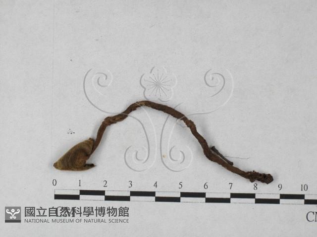 登錄號:F0027344藏品圖，第1張