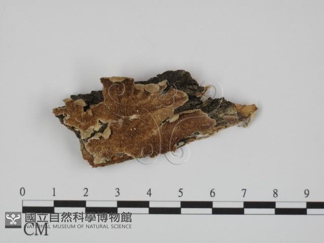 登錄號:F0007344藏品圖，第1張