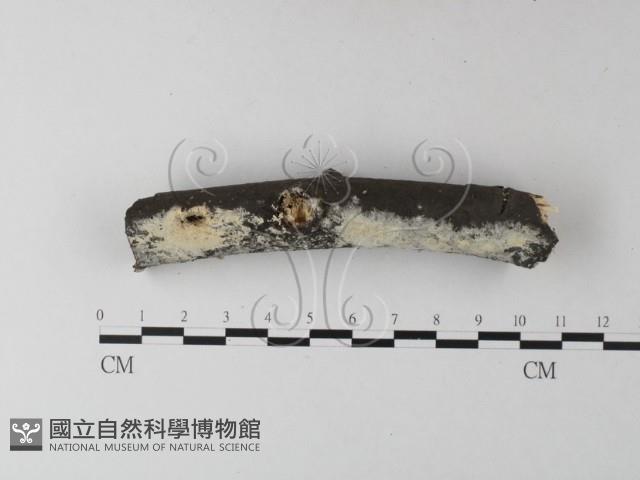 登錄號:F0025344藏品圖，第1張