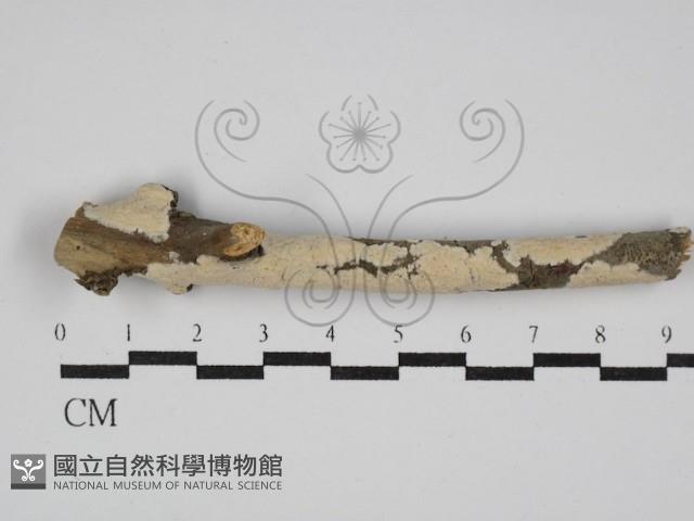 登錄號:F0005344藏品圖，第1張