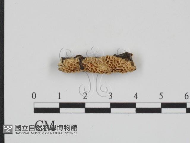 登錄號:F0015344藏品圖，第1張