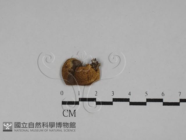 登錄號:F0029344藏品圖，第1張