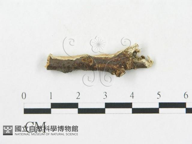 登錄號:F0009344藏品圖，第1張