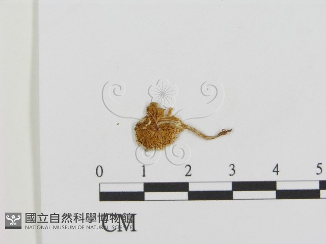 登錄號:F0003344藏品圖，第1張