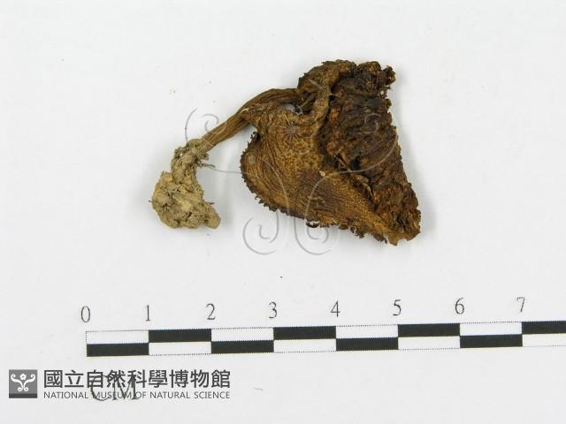 登錄號:F0013344藏品圖，第1張