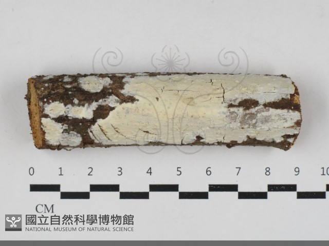 登錄號:F0033344藏品圖，第1張