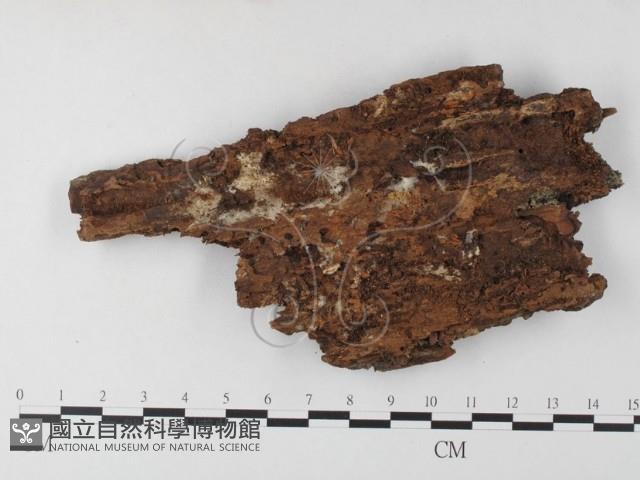 登錄號:F0008234藏品圖，第1張