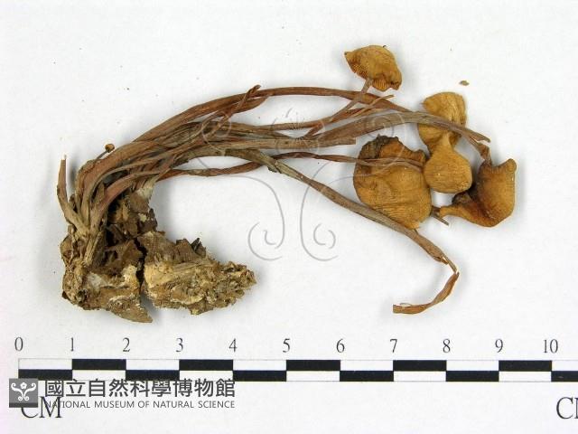登錄號:F0020234藏品圖，第1張