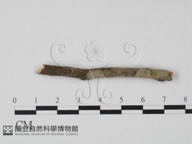 登錄號:F0000234藏品圖，第1張