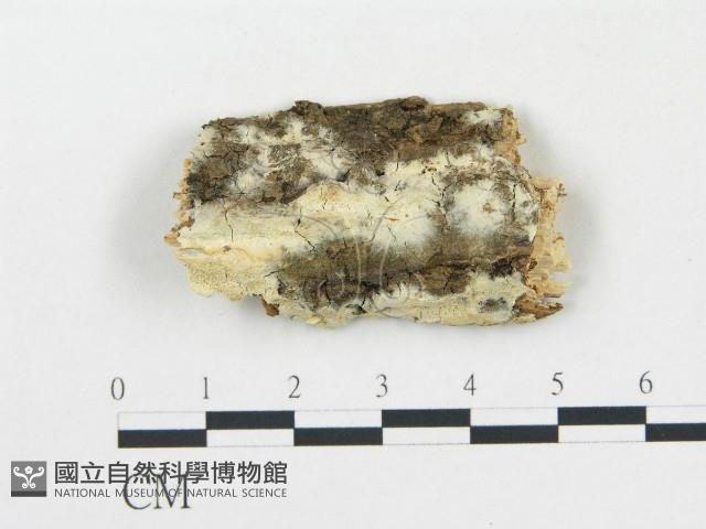 登錄號:F0010234藏品圖，第1張