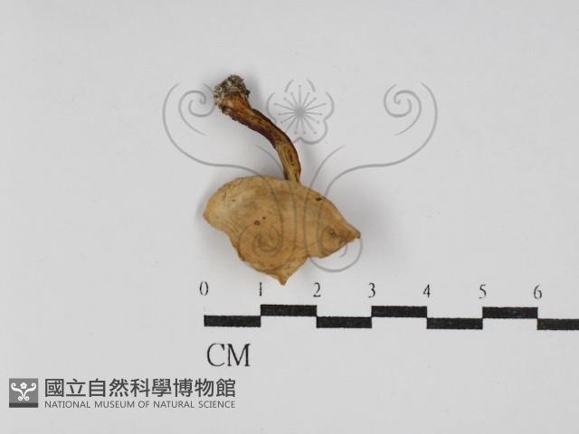 登錄號:F0030234藏品圖，第1張