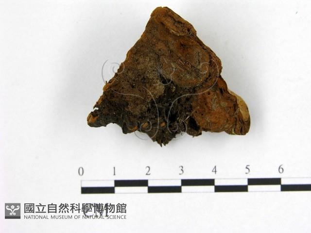 登錄號:F0006234藏品圖，第1張