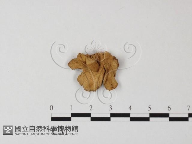 登錄號:F0016234藏品圖，第1張