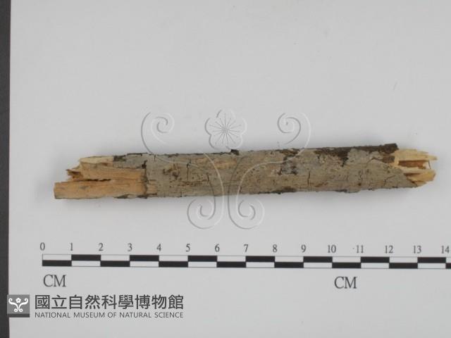 登錄號:F0001234藏品圖，第1張