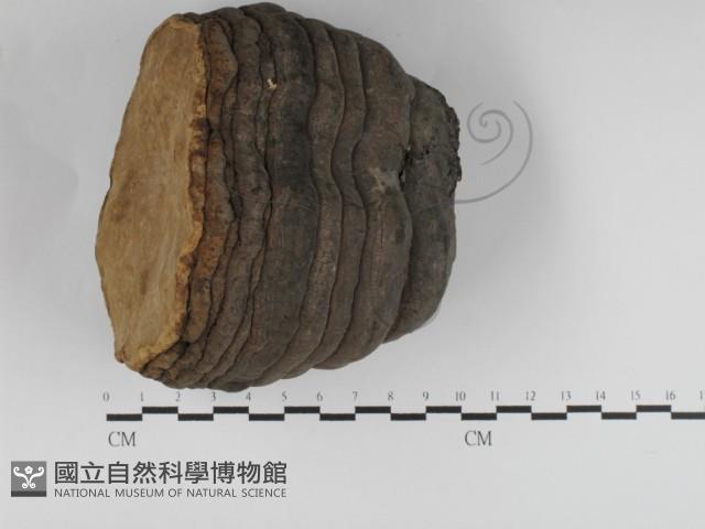 登錄號:F0031234藏品圖，第1張