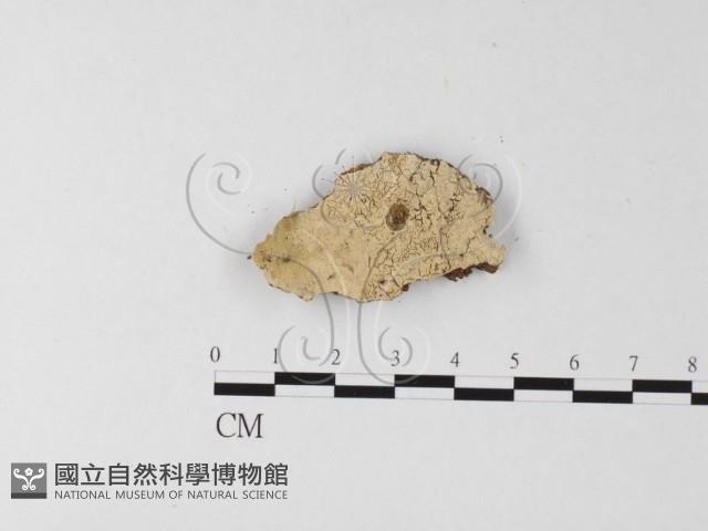 剛毛絲皮菌藏品圖，第1張