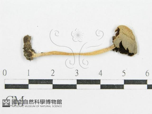 鬼傘屬藏品圖，第1張