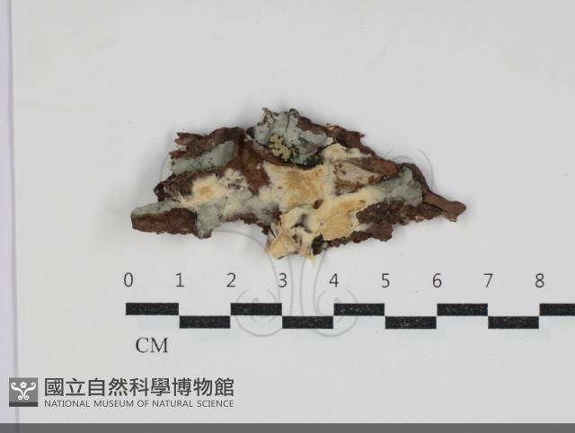 登錄號:F0034234藏品圖，第1張