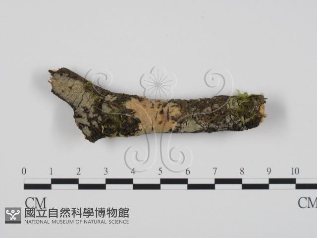 登錄號:F0022234藏品圖，第1張