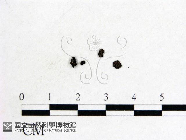 登錄號:F0012234藏品圖，第1張