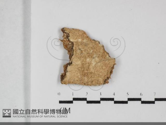 登錄號:F0032234藏品圖，第1張