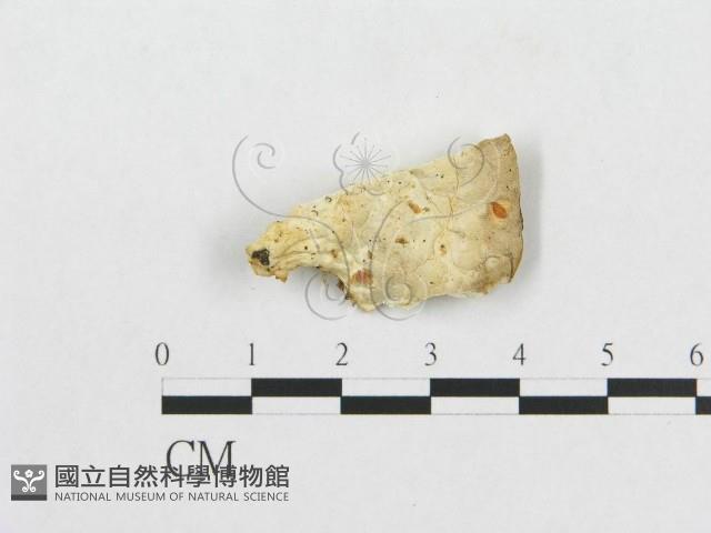 登錄號:F0007234藏品圖，第1張