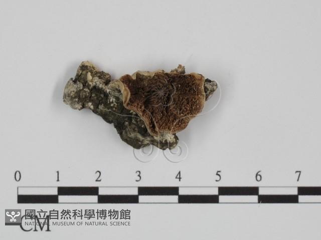 附毛菌屬藏品圖，第1張