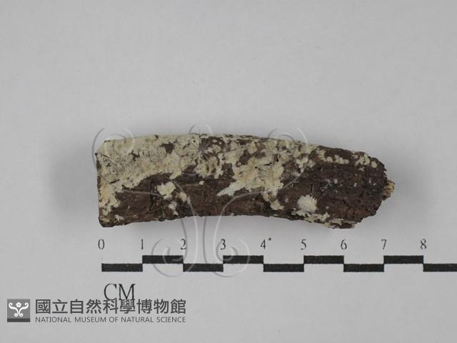 登錄號:F0029234藏品圖，第1張