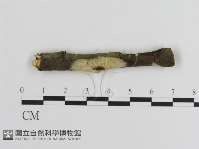 登錄號:F0009234藏品圖，第1張