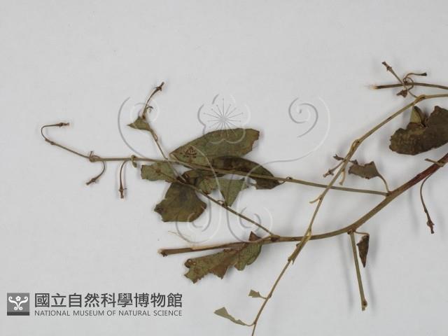 登錄號:F0019234藏品圖，第1張