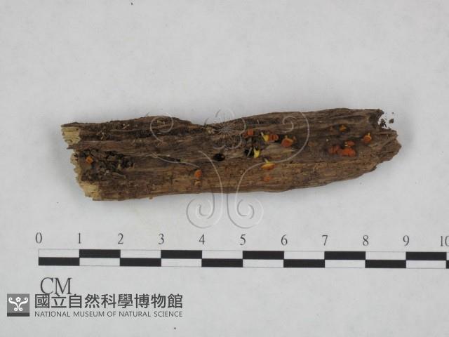 登錄號:F0023234藏品圖，第1張