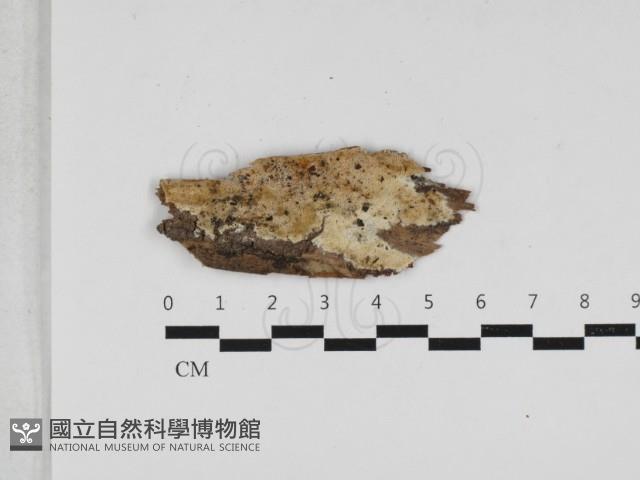 薄孔菌屬藏品圖，第1張