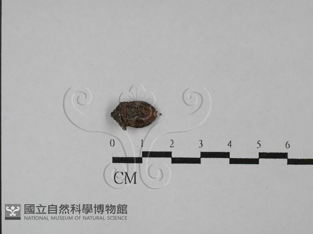 登錄號:F0028834藏品圖，第1張