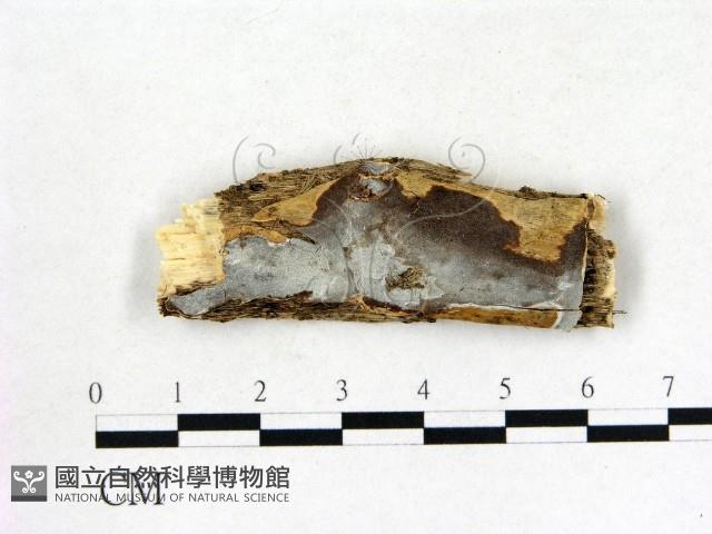 登錄號:F0008834藏品圖，第1張