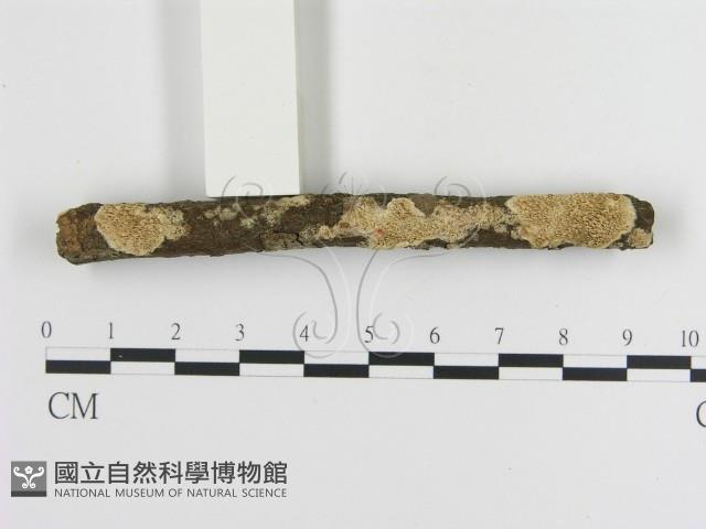 登錄號:F0020834藏品圖，第1張
