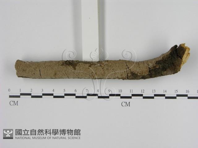刺革菌屬藏品圖，第1張