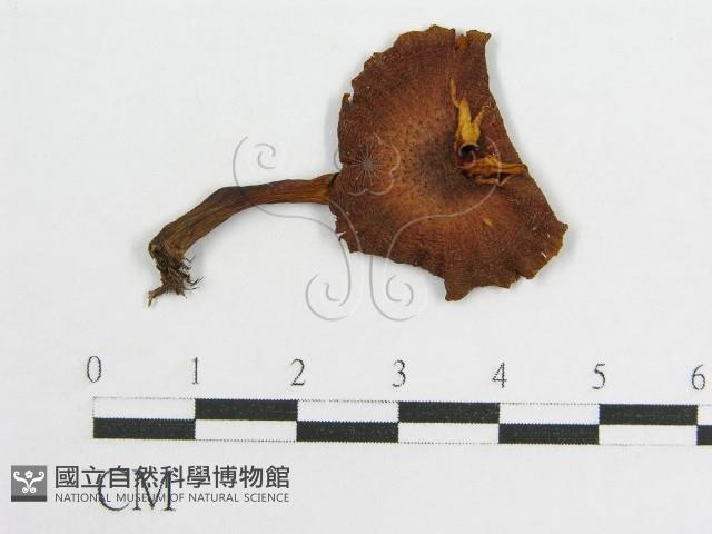 登錄號:F0010834藏品圖，第1張