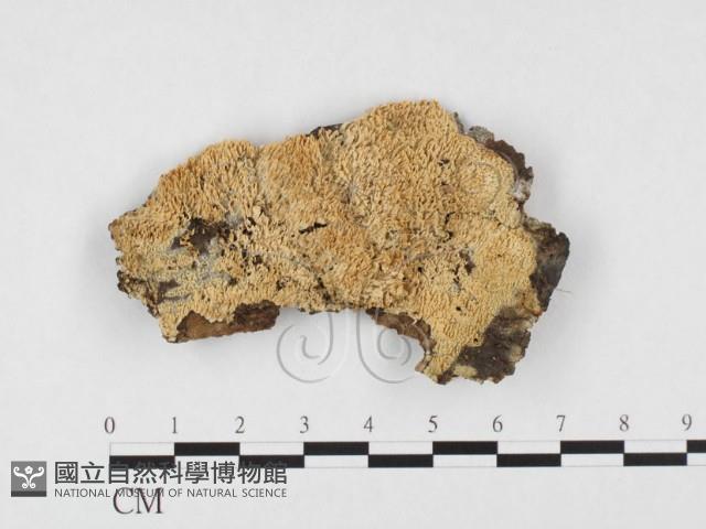 登錄號:F0026834藏品圖，第1張