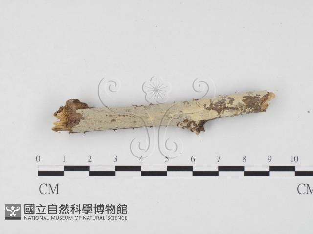 冇骨消絲齒菌藏品圖，第1張