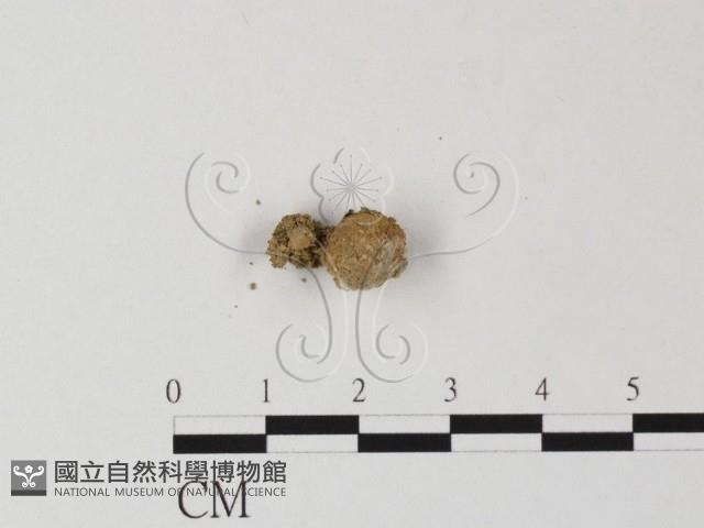 登錄號:F0001834藏品圖，第1張