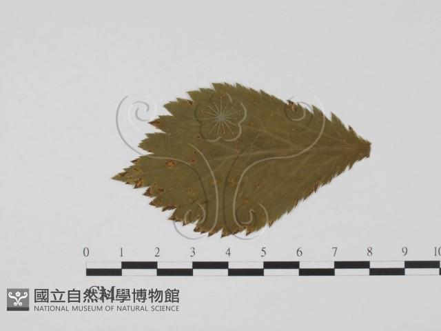 登錄號:F0011834藏品圖，第1張