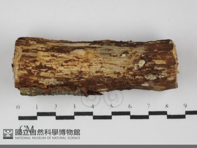 登錄號:F0031834藏品圖，第1張