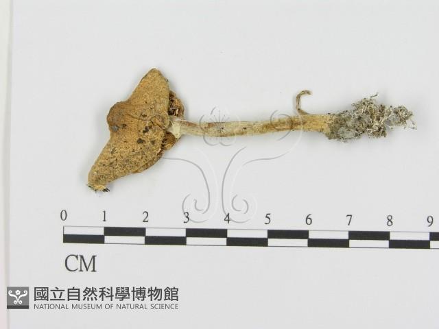 登錄號:F0004834藏品圖，第1張