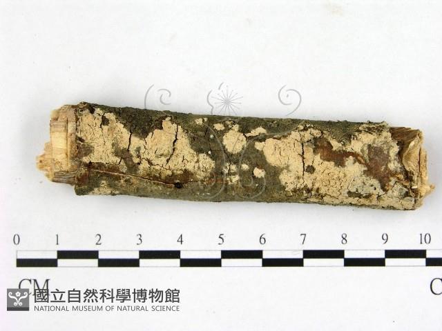 登錄號:F0014834藏品圖，第1張