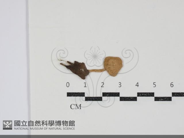 粉褶菌屬藏品圖，第1張