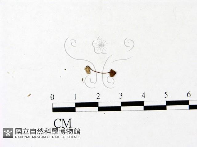 登錄號:F0022834藏品圖，第1張